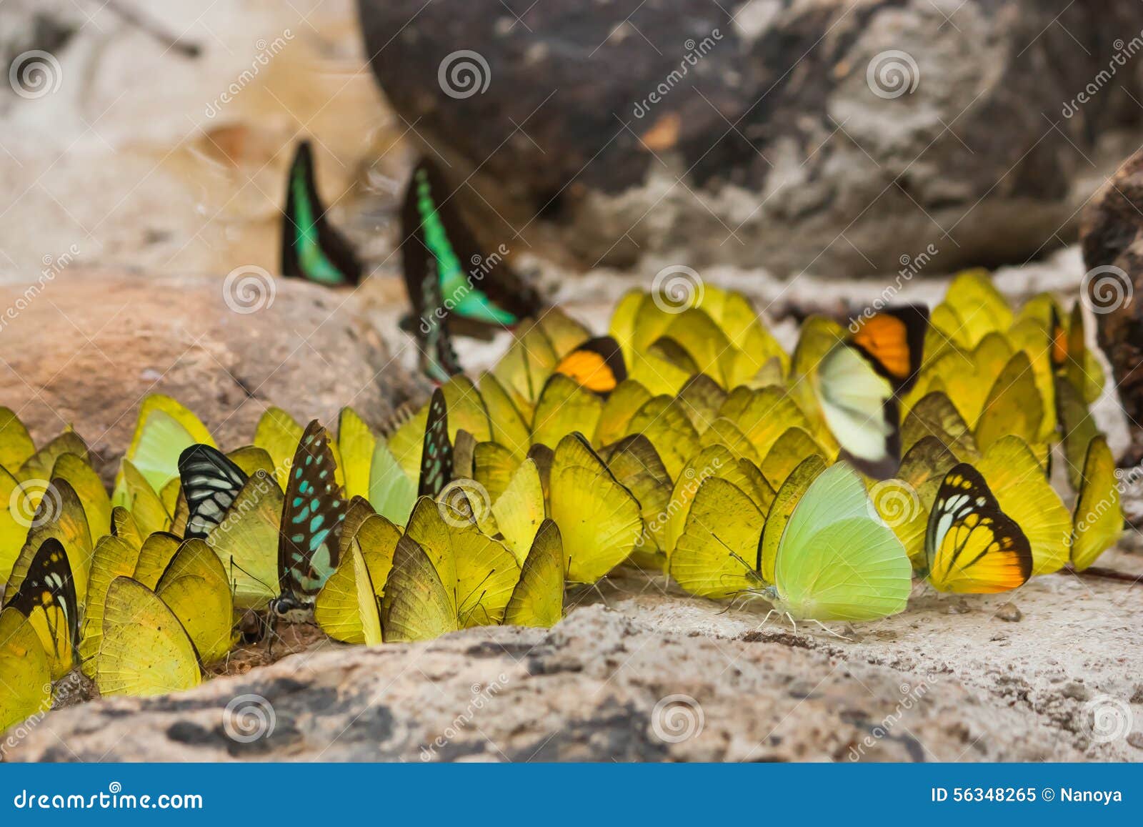 Group of Butterflies Feeding Stock Image Image of sucking, butterfly