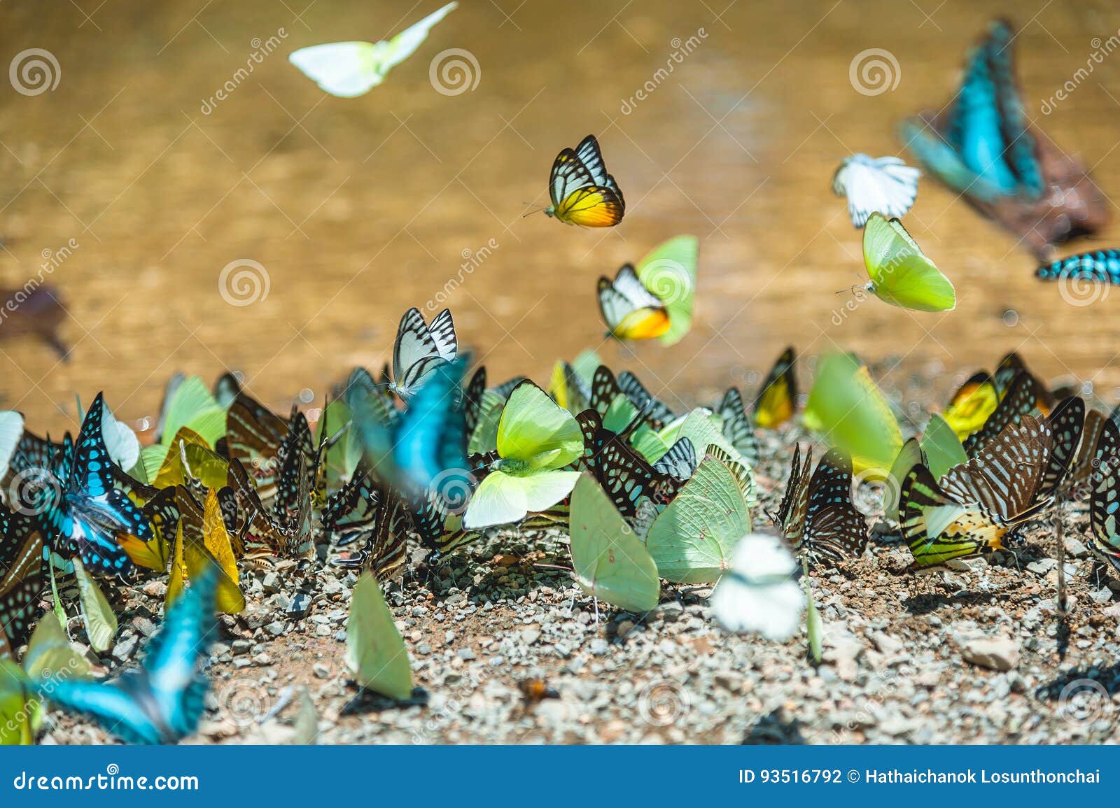 20,503 White Butterfly Flying Stock Photos - Free & Royalty-Free Stock  Photos from Dreamstime