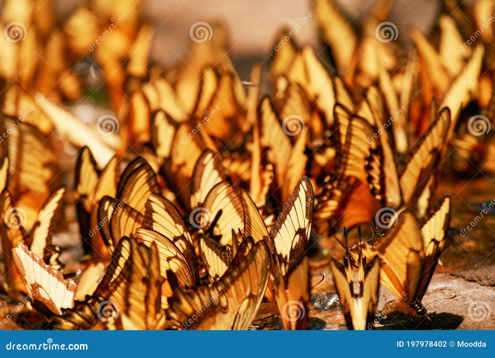 group of butterfly. broad banded swallowtail butterflies