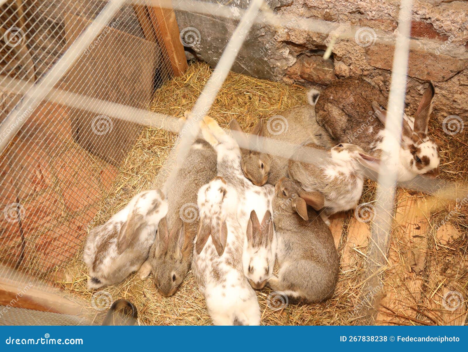 Group of Caged Rabbits in the Hutch and You Can Also See the Protective
