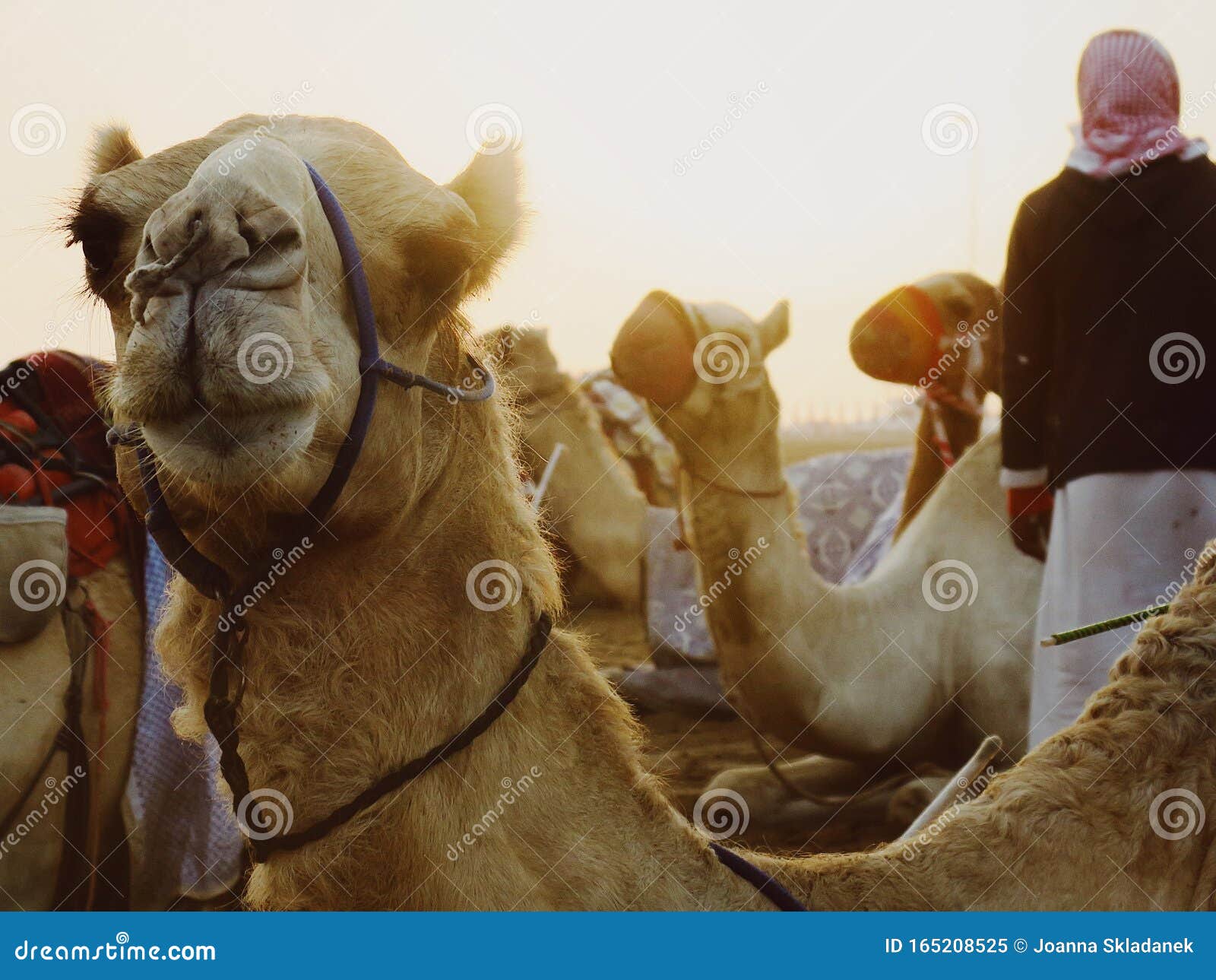 group of camels before the race