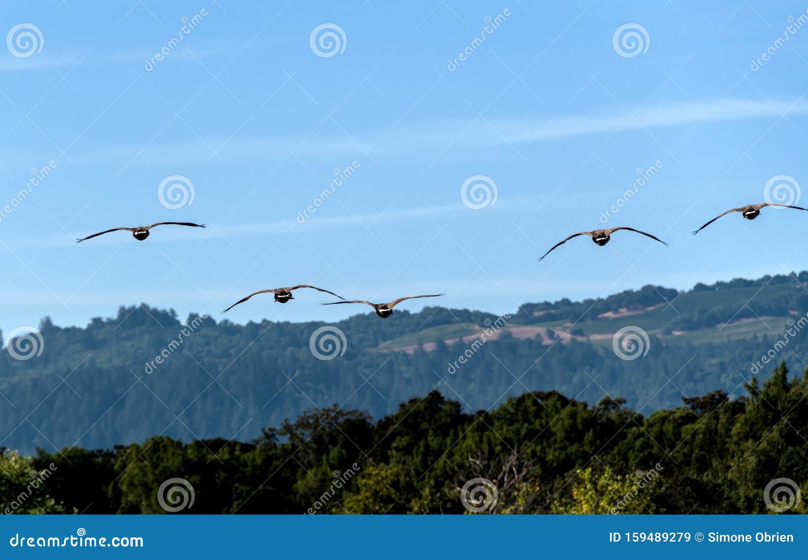Group of Canadian Geese Flying in Formation Over California Woods and