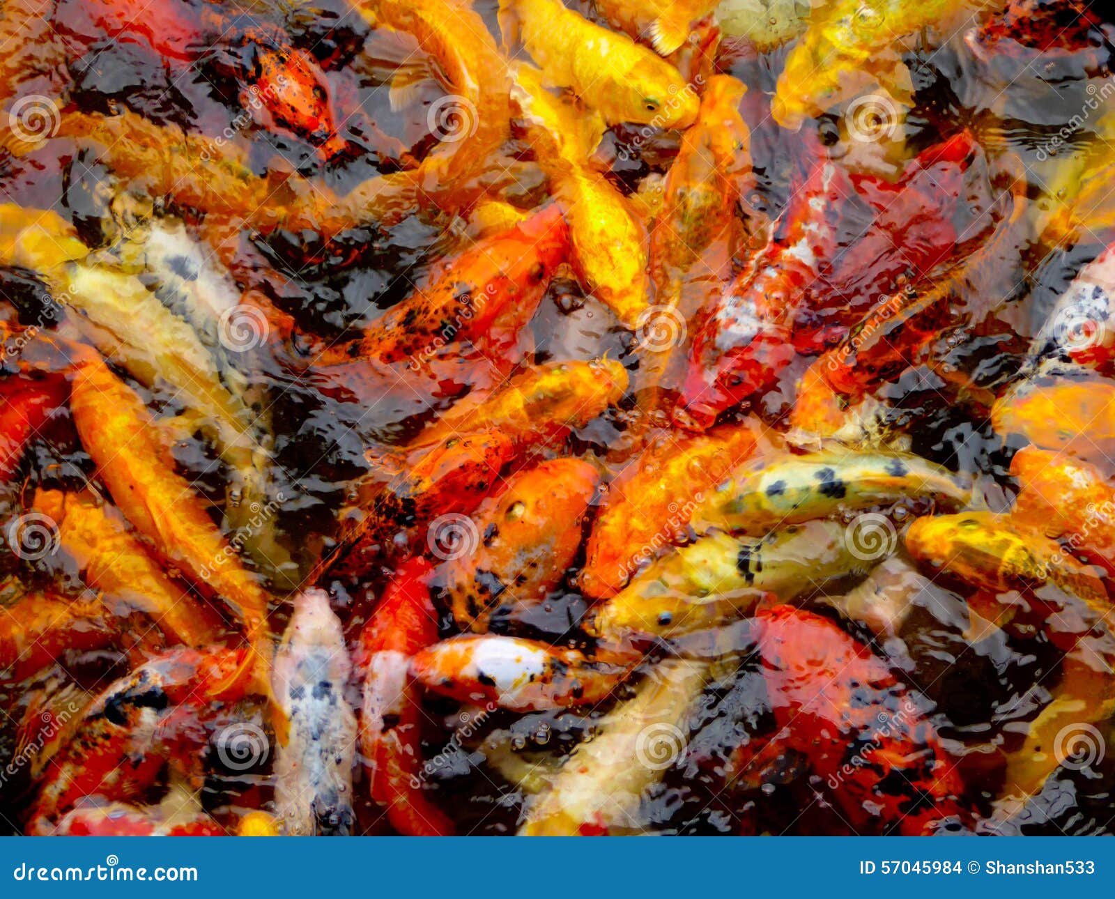 A group of carps in a pond stock photo. Image of asia Biology Diagrams