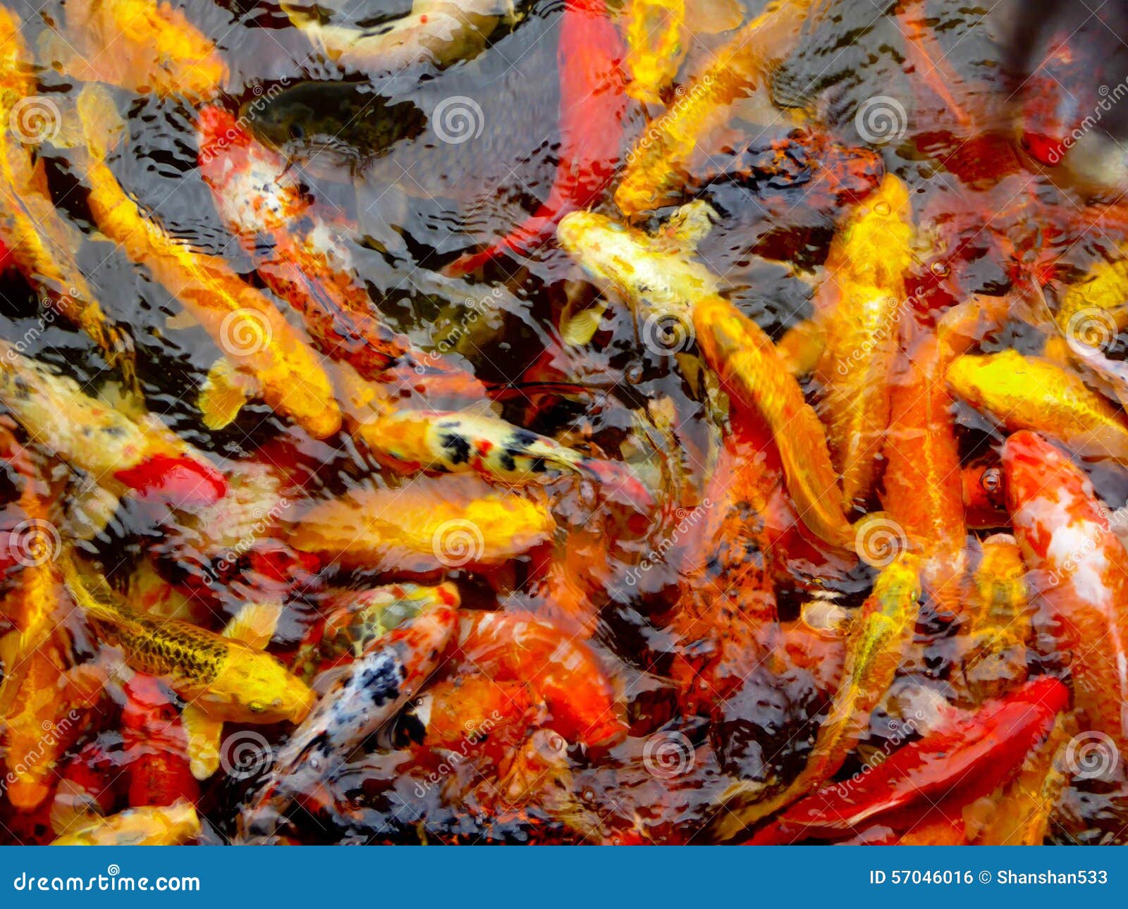 A group of carps in a pond stock photo. Image of glorious Biology Diagrams