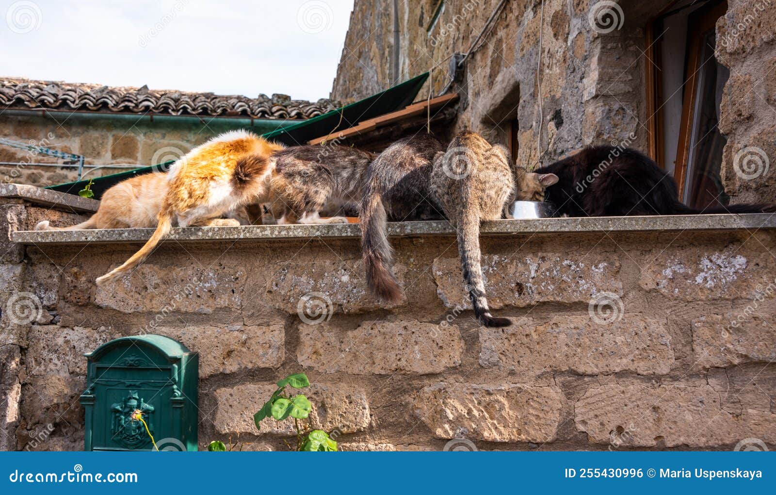 Group of Cats from Back with Their Tails Hanging on Stone Wall Stock