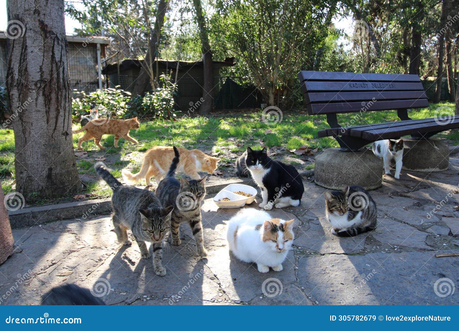a group of cats at a feeding station in a park in kadikoy istanbul