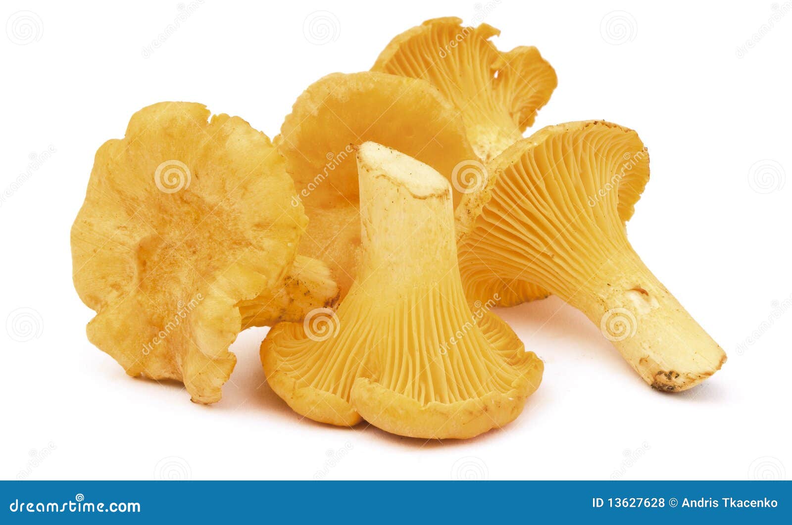 Group_of_chanterelles stock photo. Image of objects, cantharellus