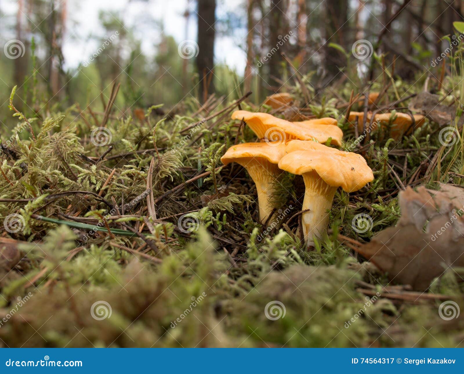 Group Chanterelles Growing on Moss Stock Image Image of green