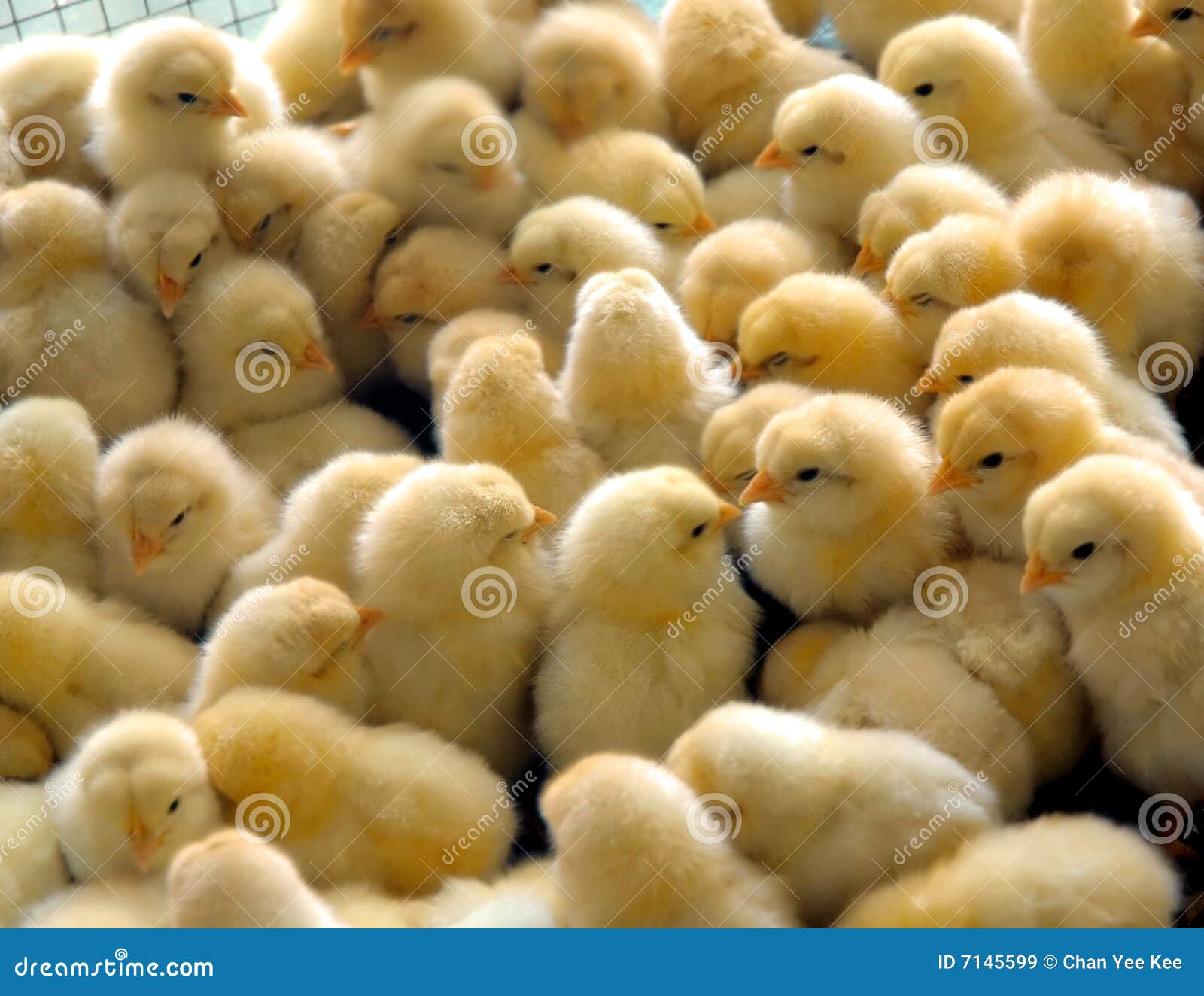 Chick Group