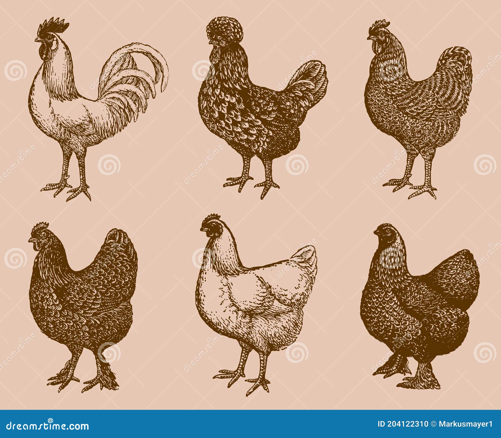 Chicken breeds RGB color icons set. Brahma hen. Transylvanian chicken. Hen  and rooster. Poultry farming. Livestock husbandry. Isolated vector  illustrations. Simple filled line drawings collection 4620784 Vector Art at  Vecteezy