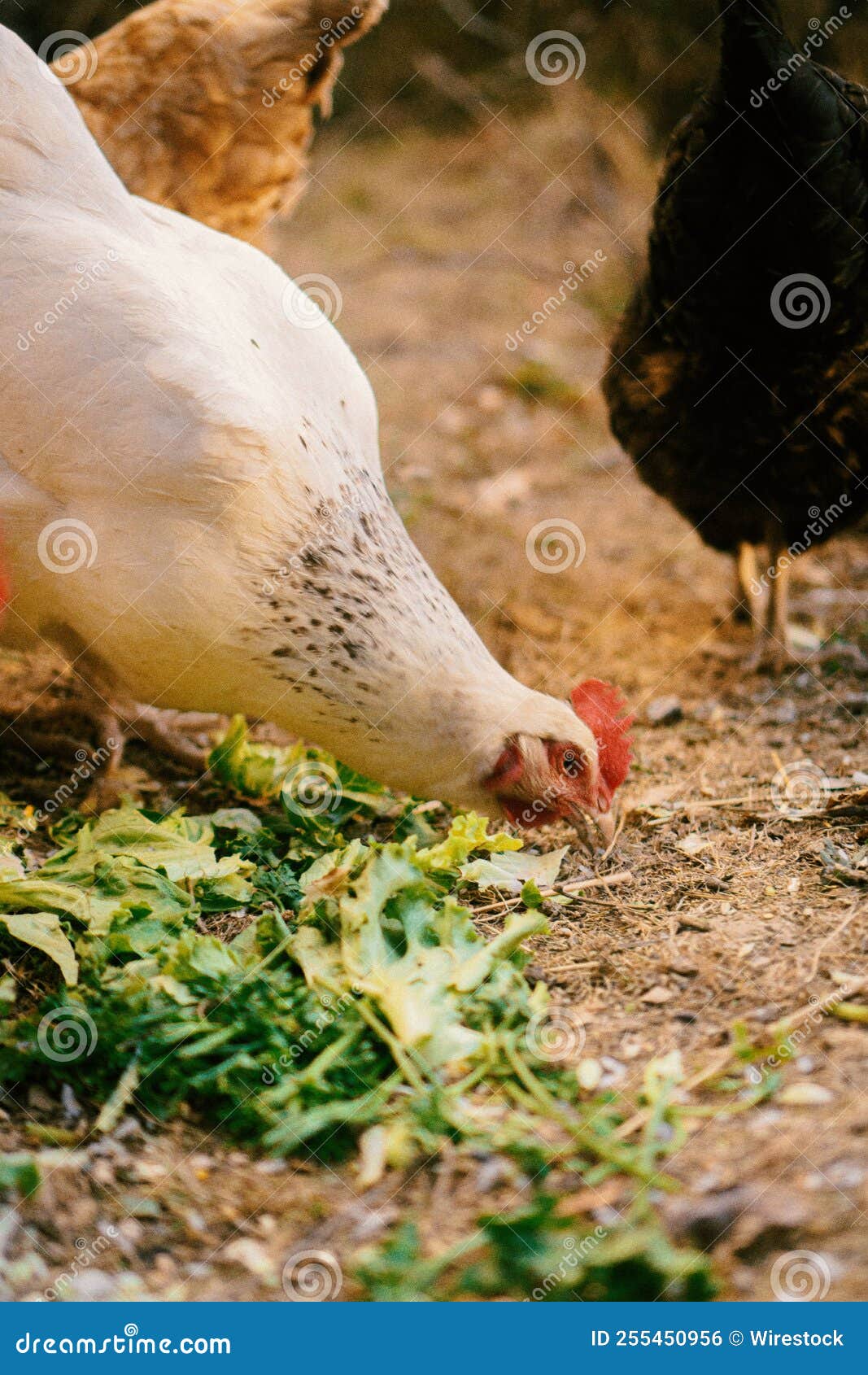 Group of Chickens Eating Salad Stock Photo Image of animals, white