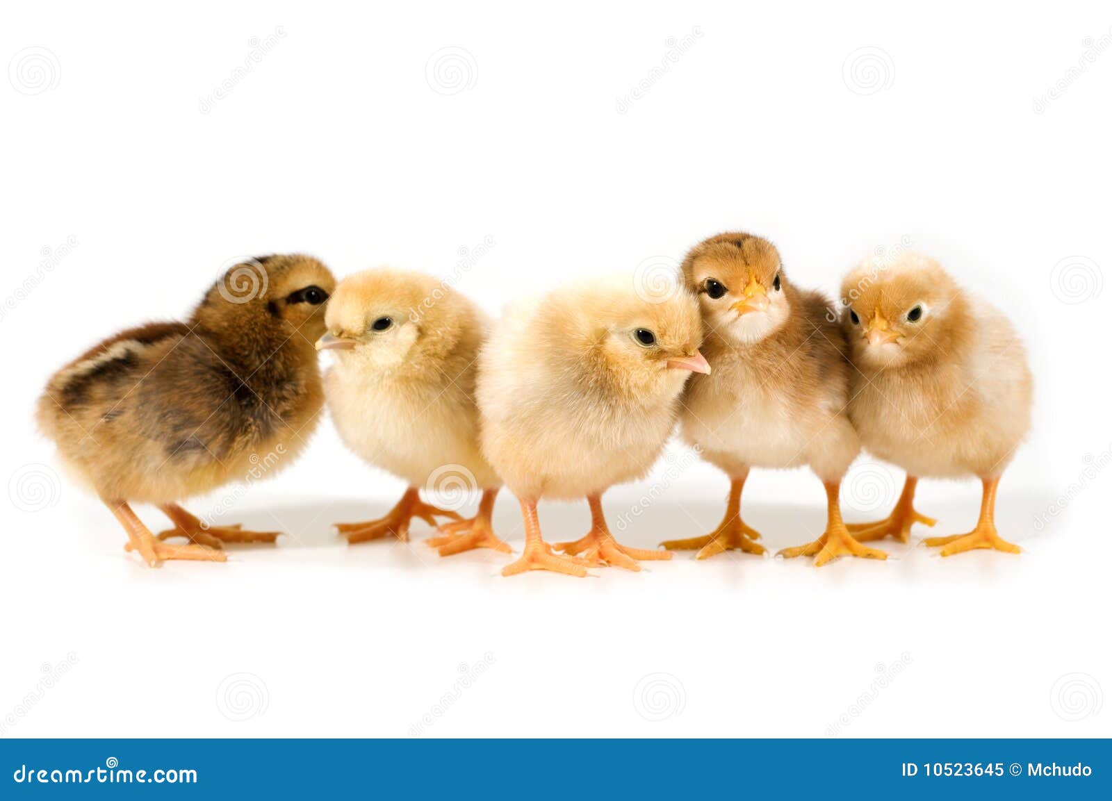 Chick Group