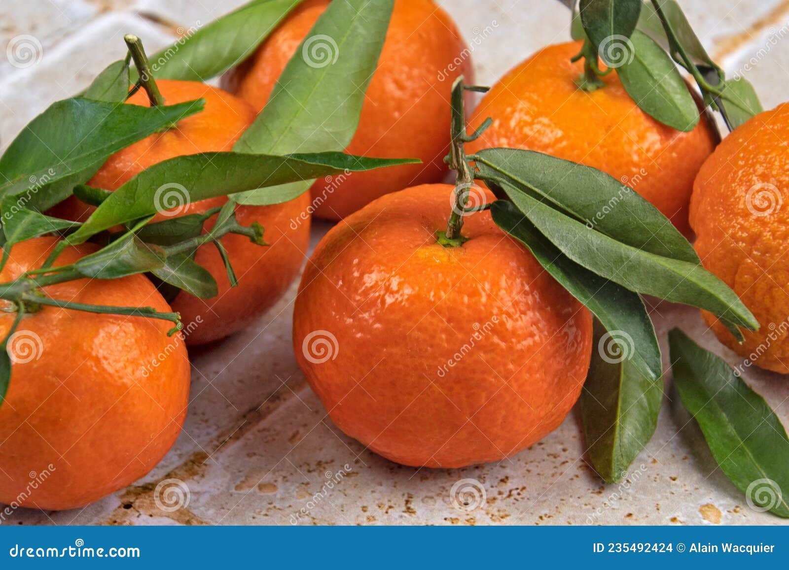 Clementines with Leaves in Closeup on a Table Stock Photo Image of leaves, fresh 235492424