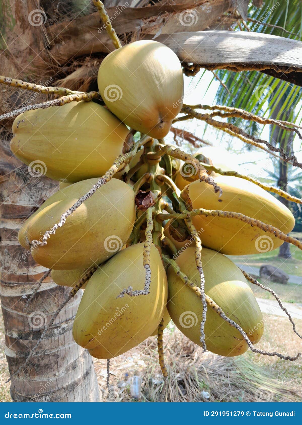 A Group of Coconuts from the Gading Coconut Type, Young and Fresh