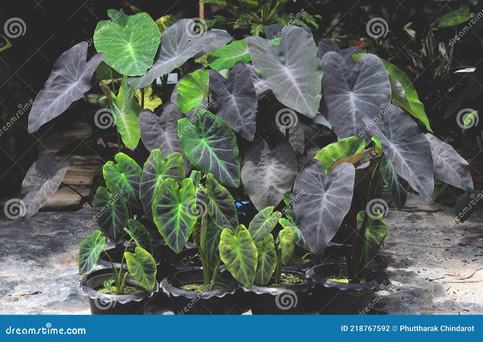Colocasia Black Magic in Plant Shop Stock Photo   Image of ...