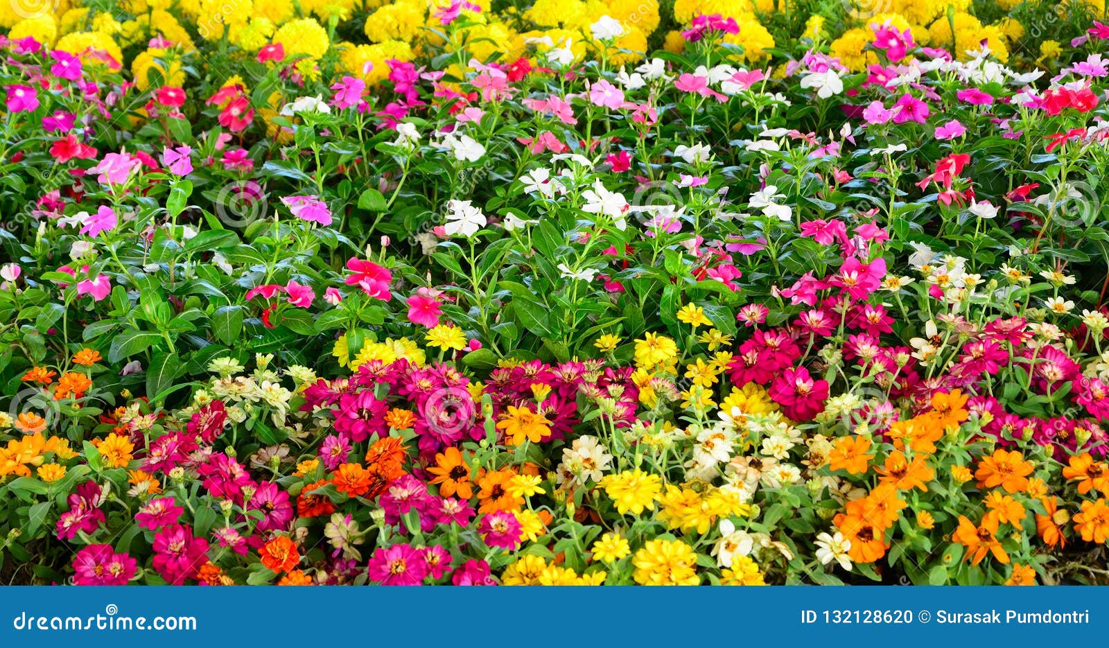 Group of Colorful Flowers with Leaves As Background, Stock Photo ...