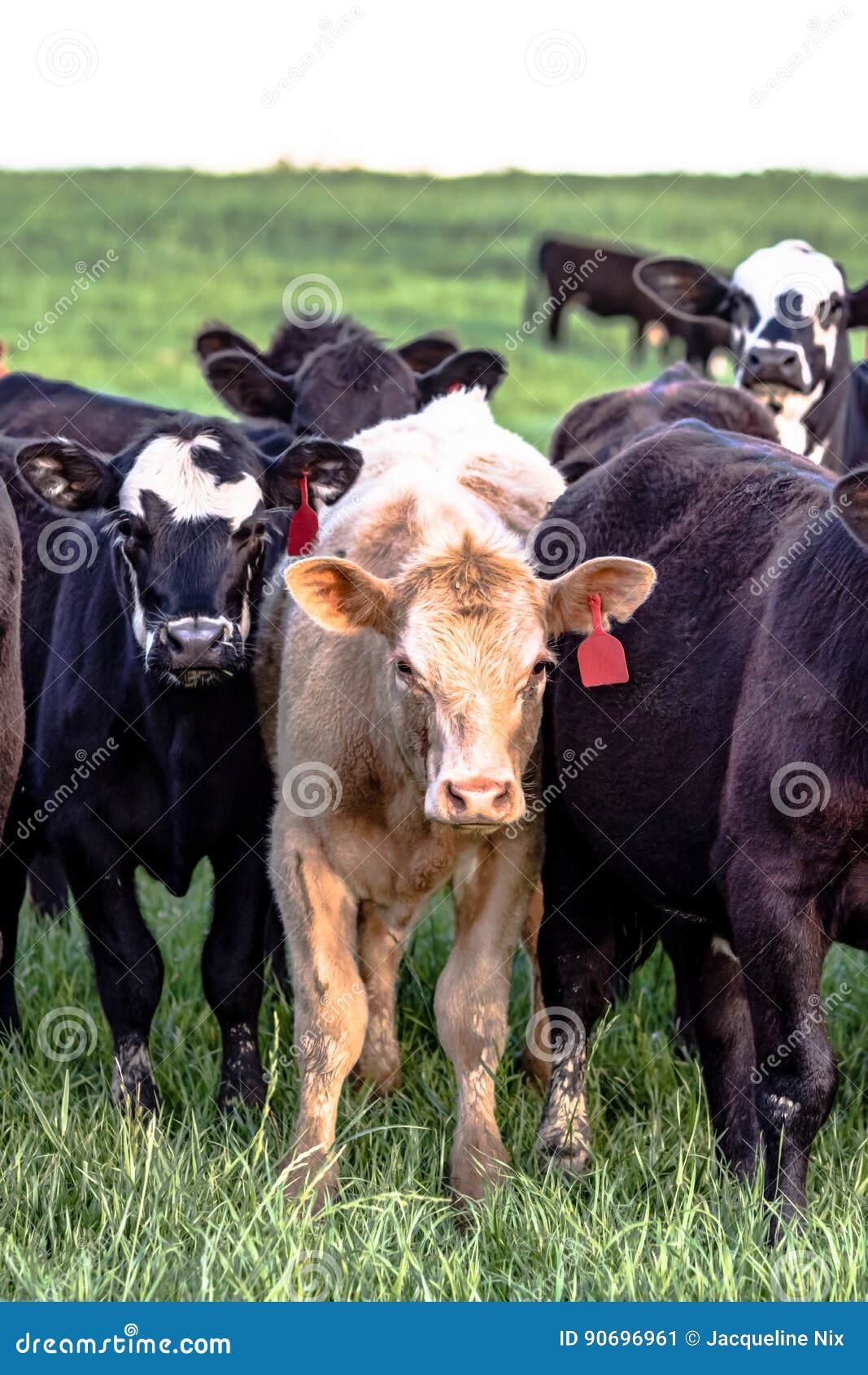 Group of Commercial Heifers Vertical Stock Image Image of field