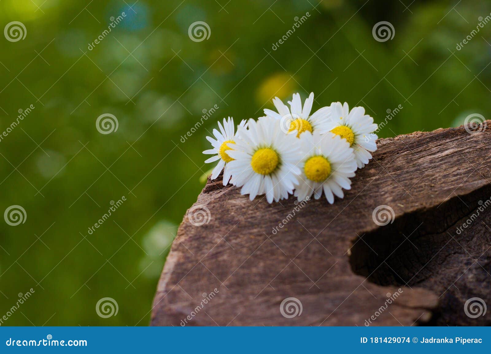 Group of Common Daisy Flowers on Green Background Stock Photo Image