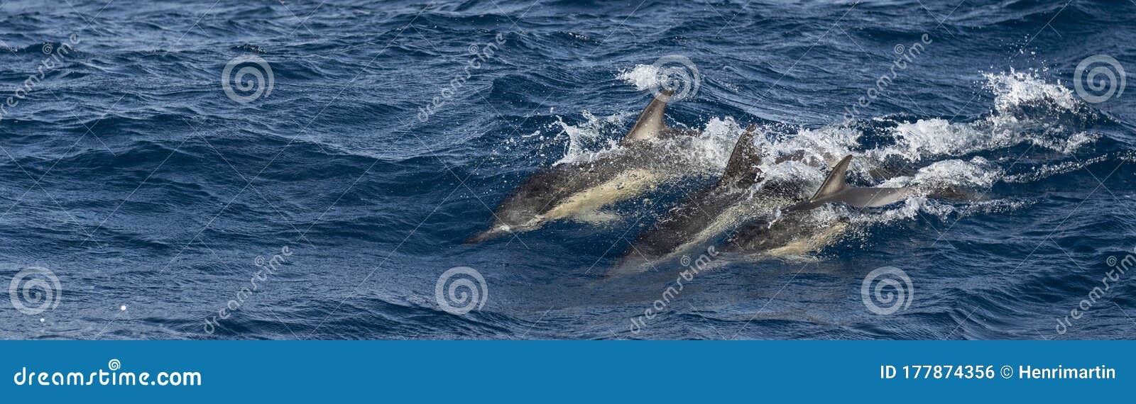 group of common dolphins in the waters of the azores islands near sao miguel island