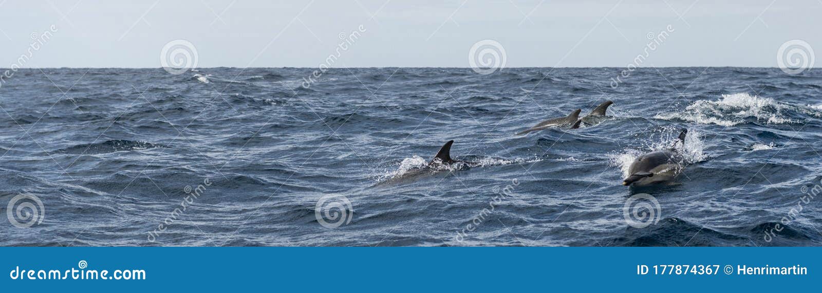 group of common dolphins in the waters of the azores islands near sao miguel island