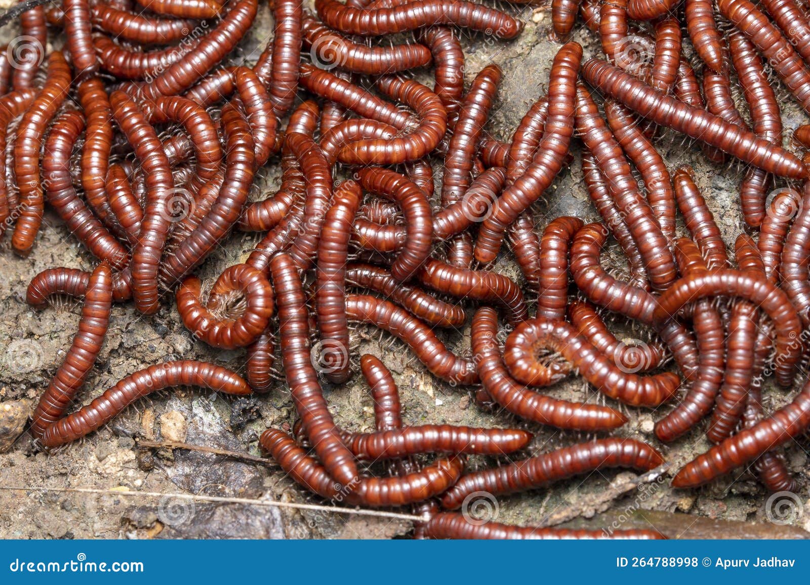 common millipidae gathering in huge numbers