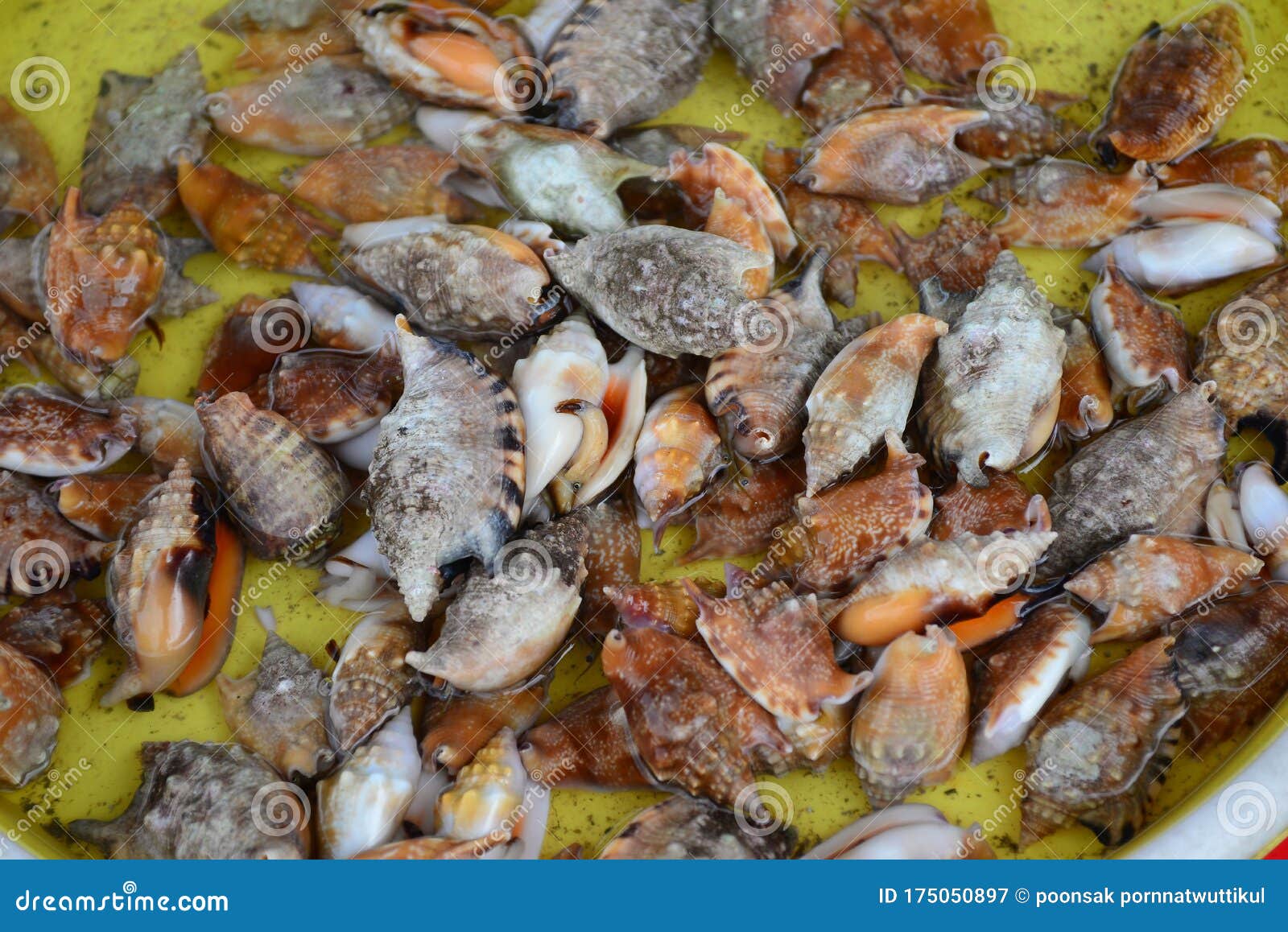 Group of Conch Sell in Fresh Seafood Market Stock Image Image of cone