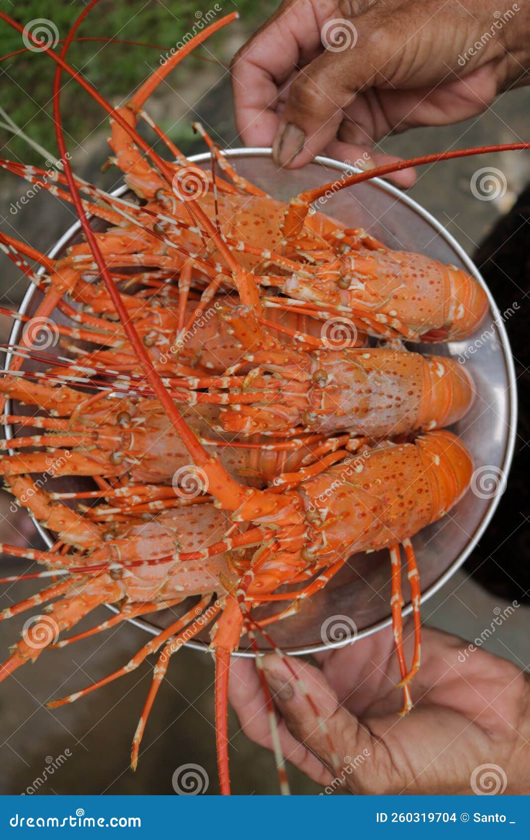A Group of Cooked Red Lobsters on a Silver Plate and Hands Holding a