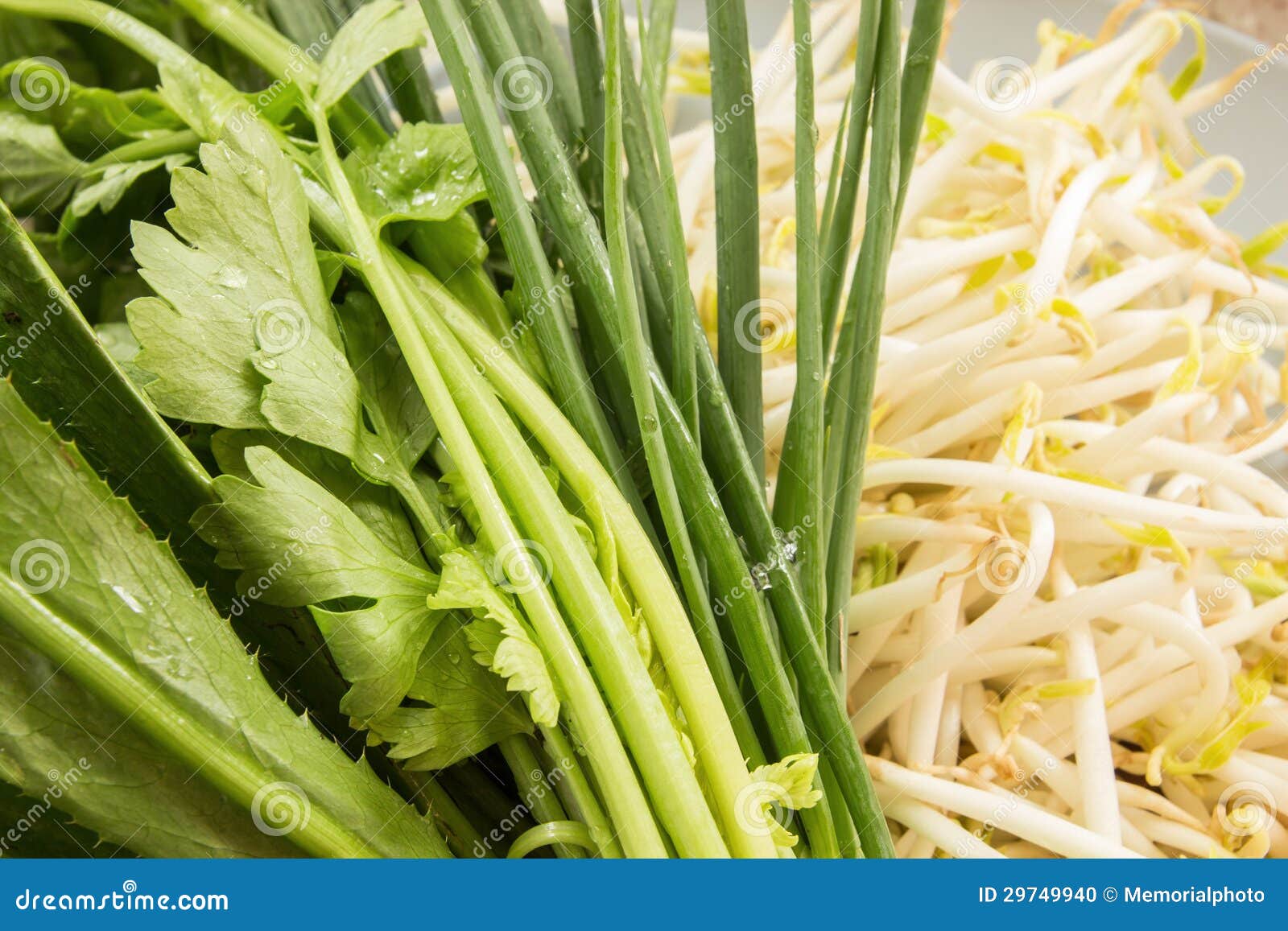 Group of coriander stock photo. Image of food, vegetarian 29749940