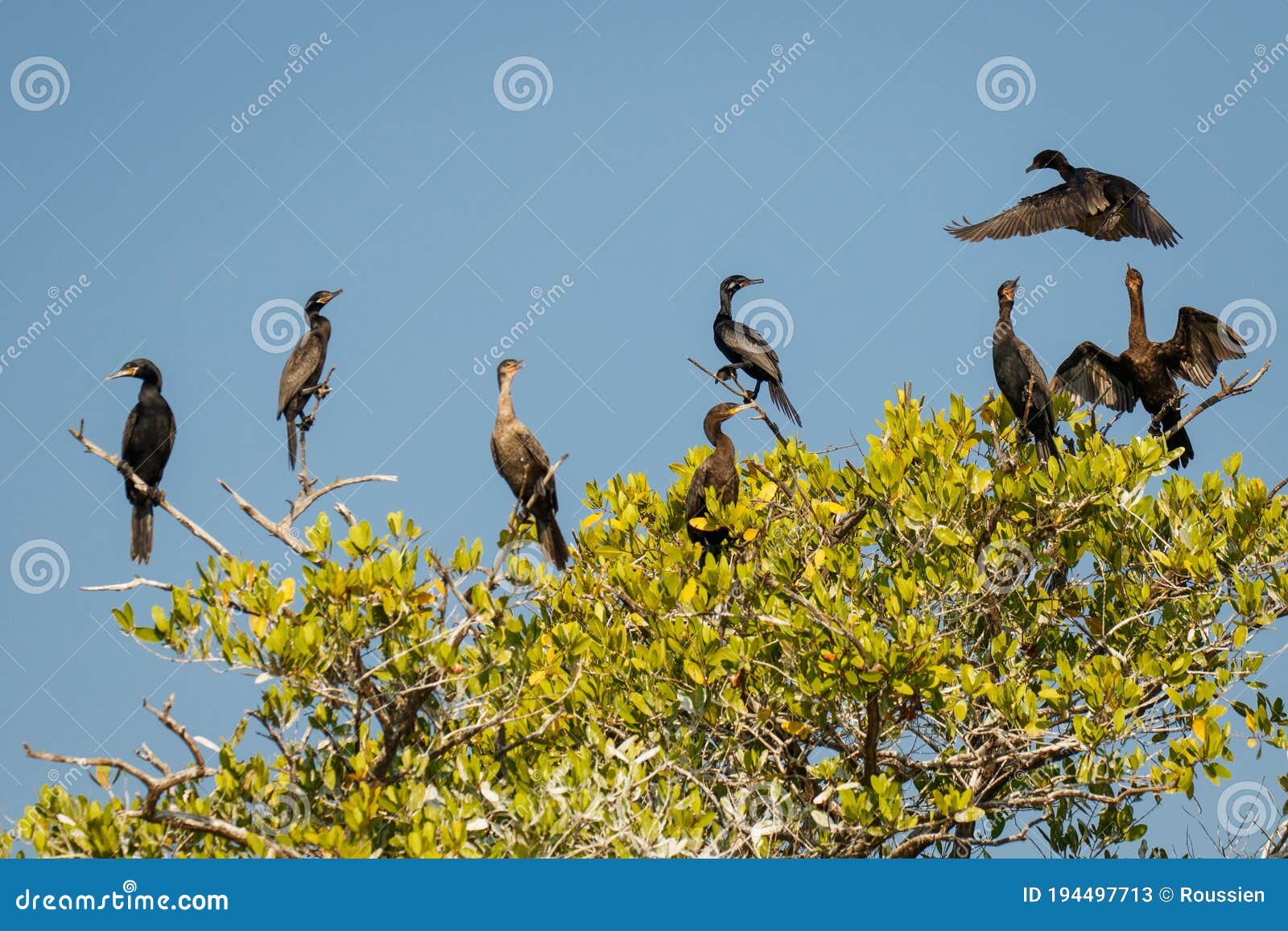 group of cormorant on the tree near puerto escondido, mexico