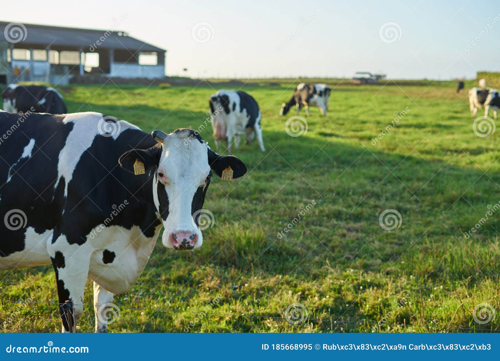 group of cows eating on a farm in galicia, spain