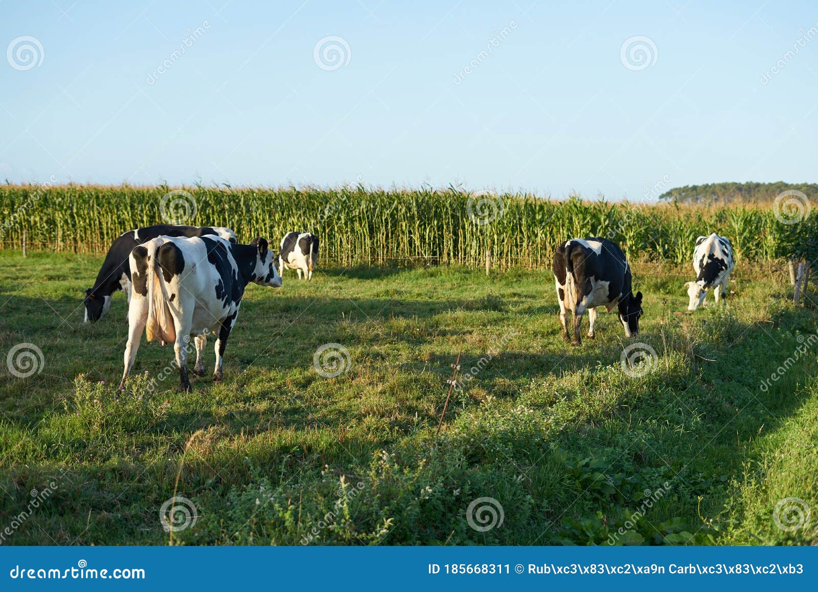 group of cows eating on a farm in galicia, spain