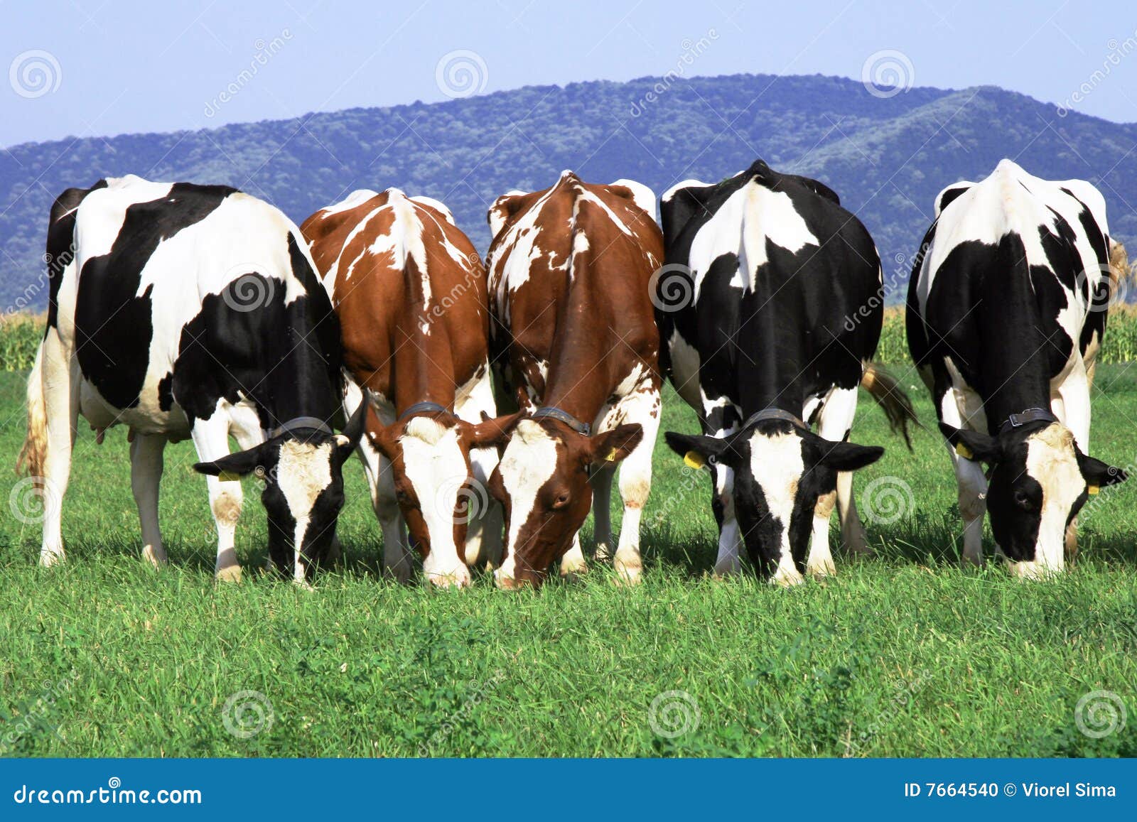 group of cows grazing