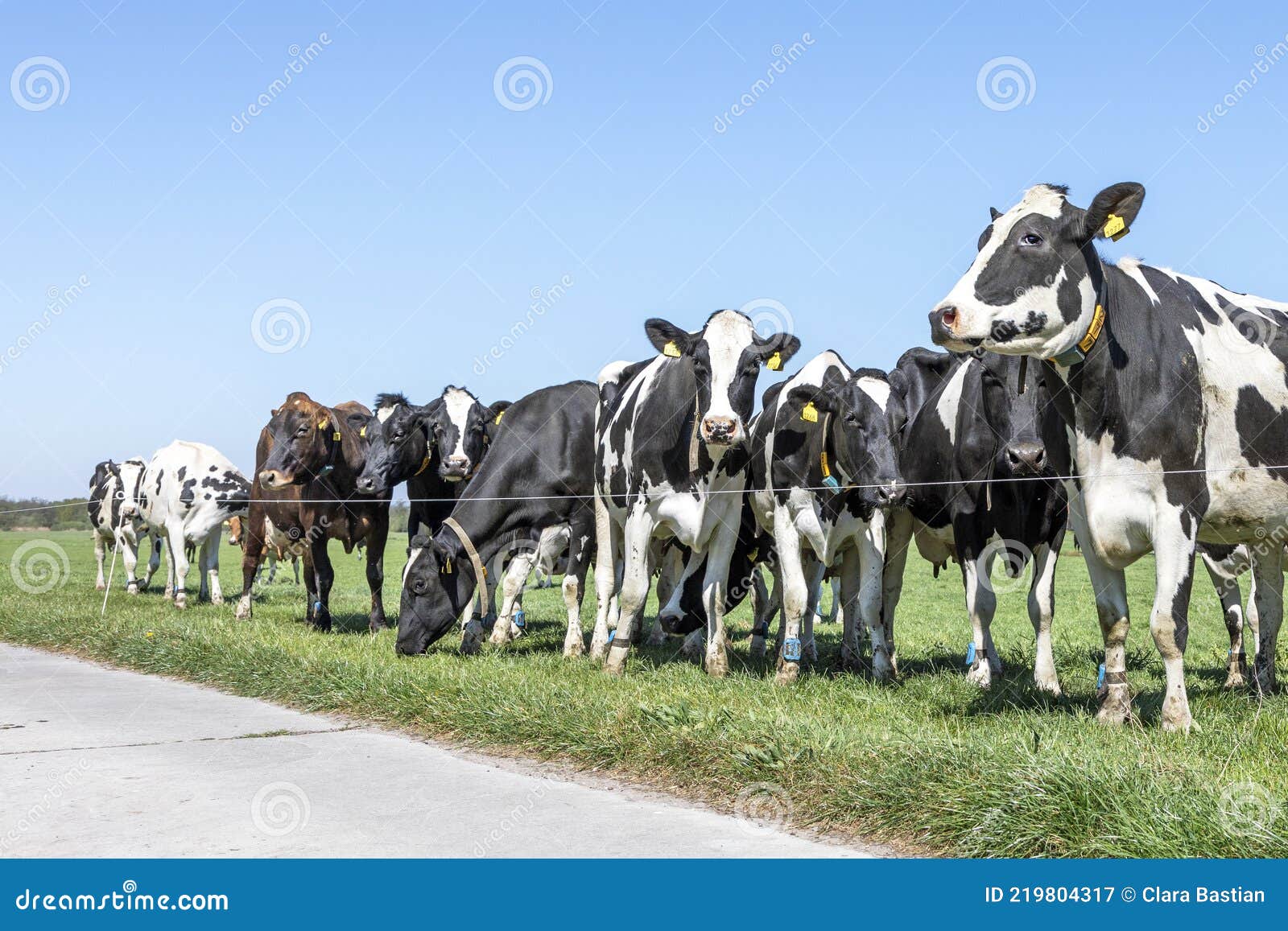 Group of Cows Waiting Behind a Line Fence, Together Standing in a Green ...