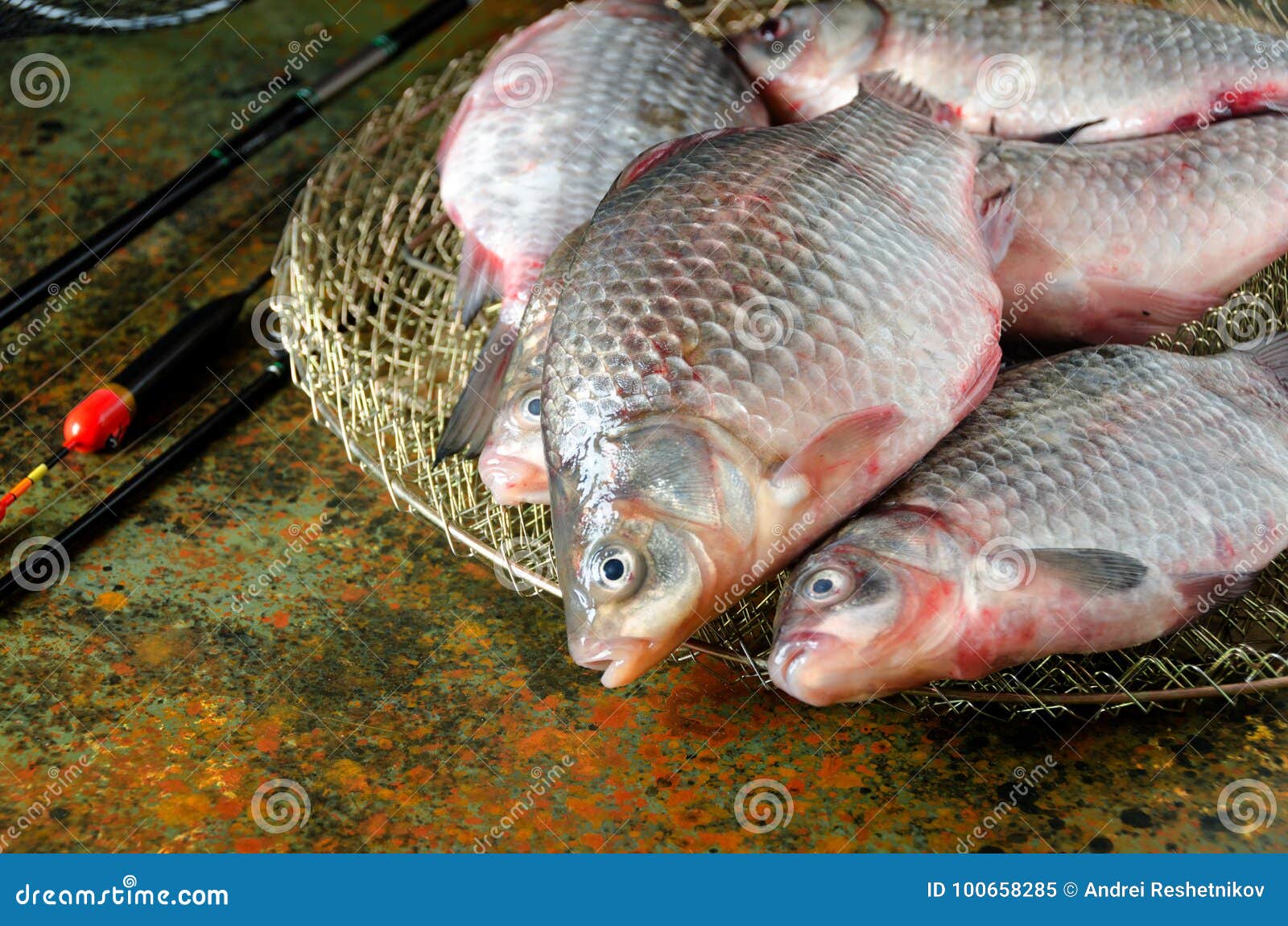 Group Crucian Carp Fishing Rod Cage Float Stock Image - Image of catch,  scale: 100658285