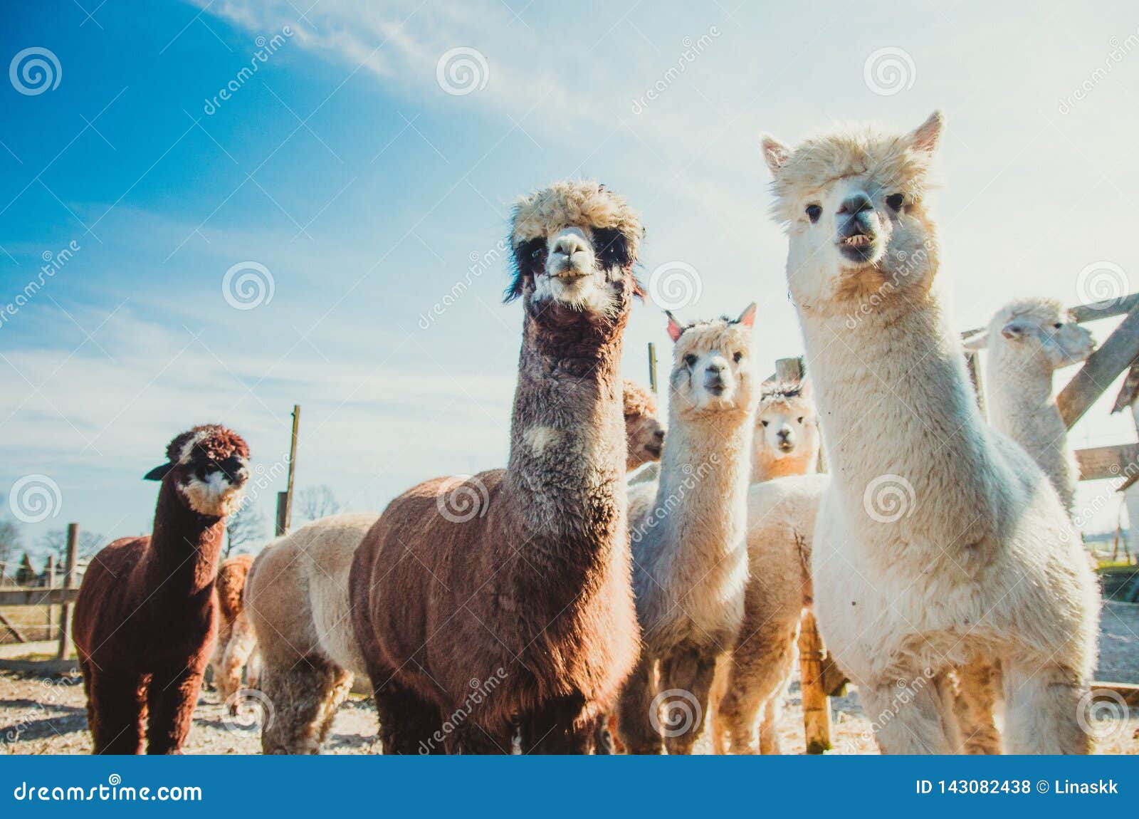 2 710 Cute Alpacas Photos Free Royalty Free Stock Photos From Dreamstime