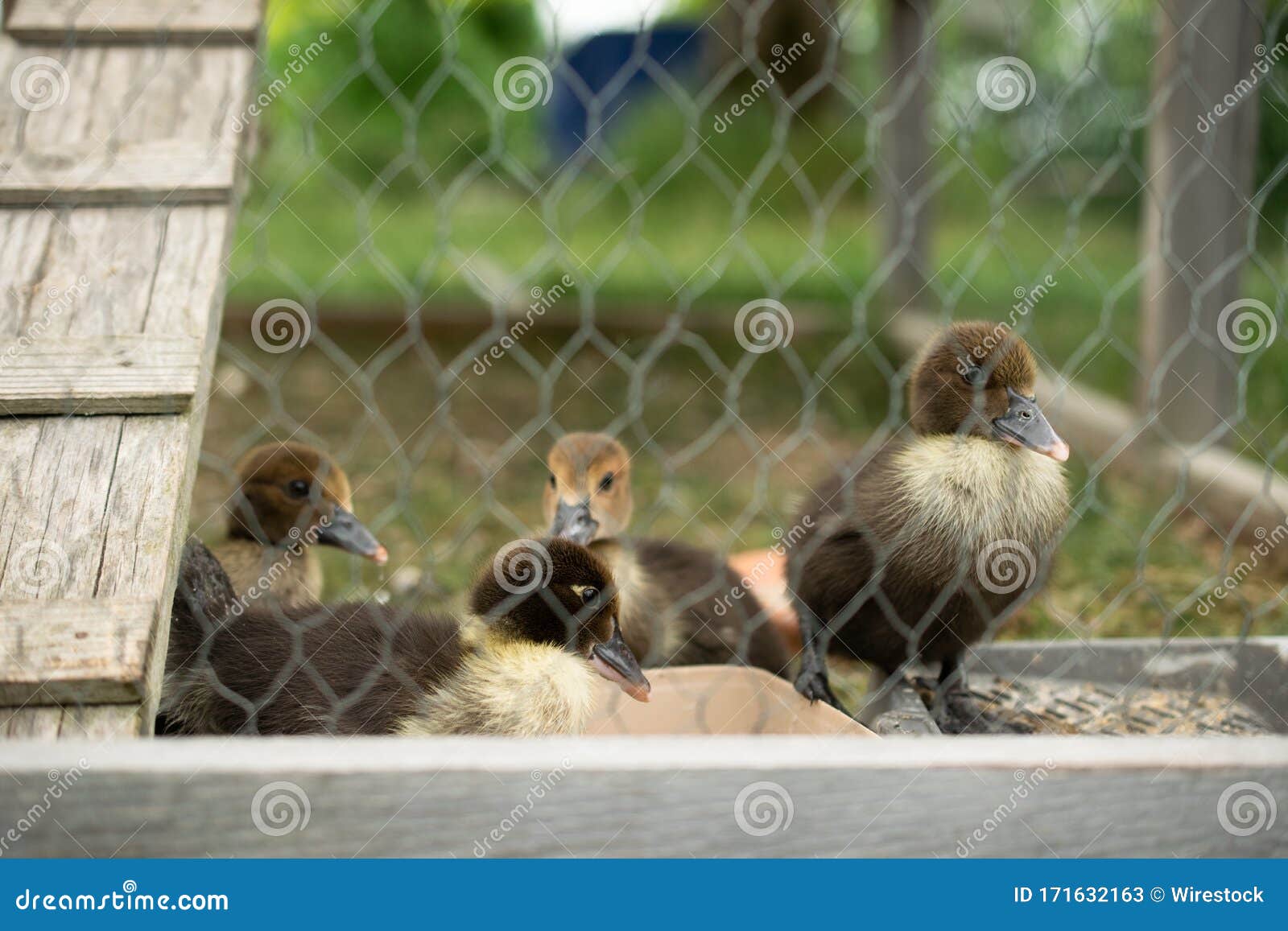 Group of Cute Baby Ducks in a Cage with a Blurred Background Stock
