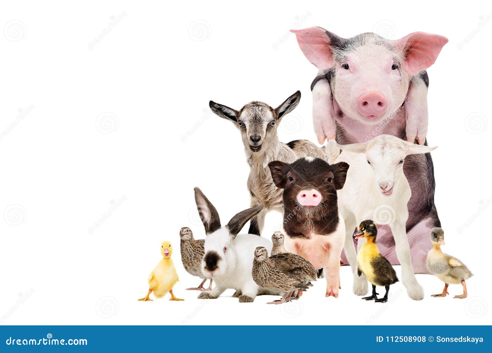 group of cute farm animals