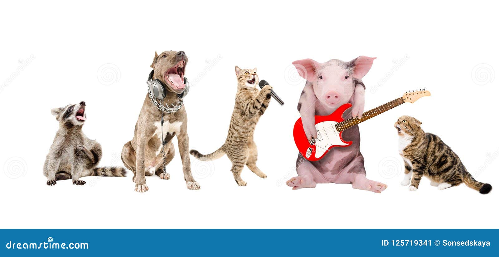 168,558 Funny Animals Stock Photos - Free & Royalty-Free Stock Photos from Dreamstime 168,558 Funny Animals Stock Photos - Free & Royalty-Free Stock Photos from Dreamstime