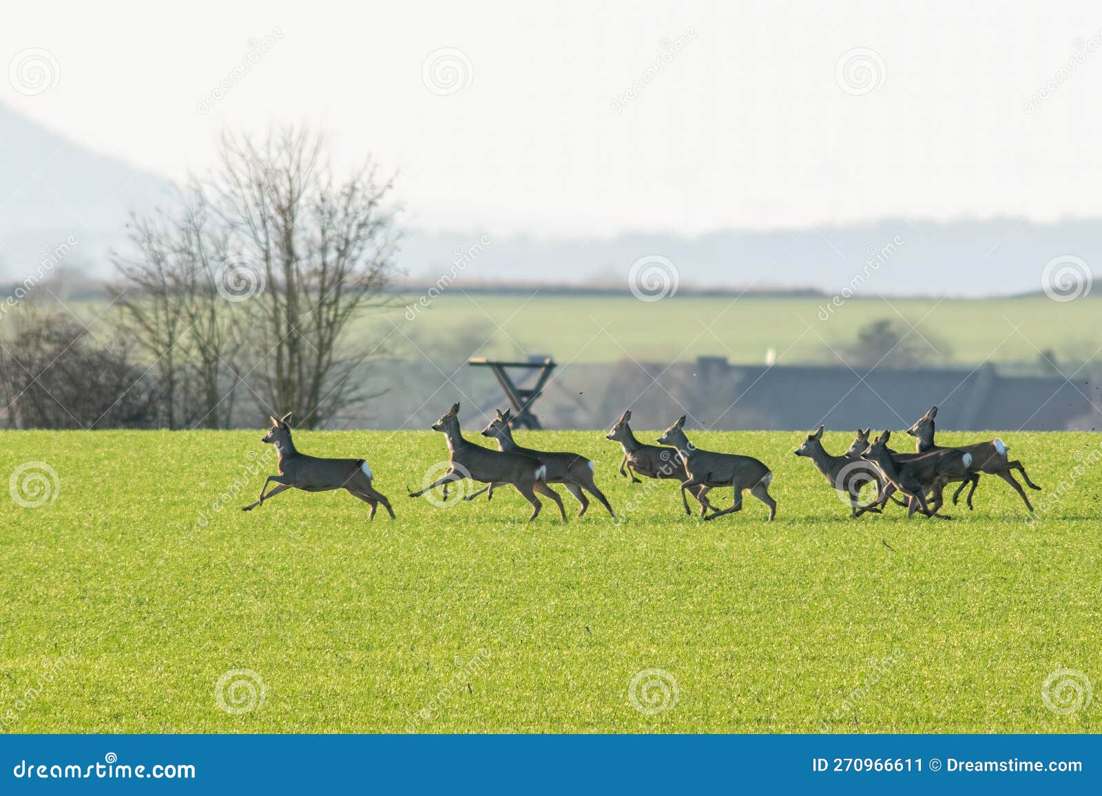 A Group of Deer in a Field in Spring Stock Image Image of grass, meadow 270966611