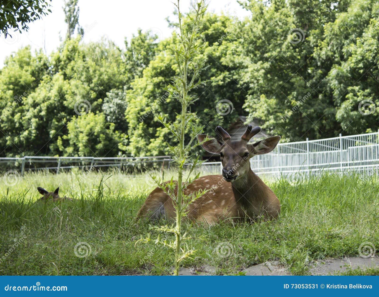 Group deer in a zoo stock image. Image of axis, fawn 73053531