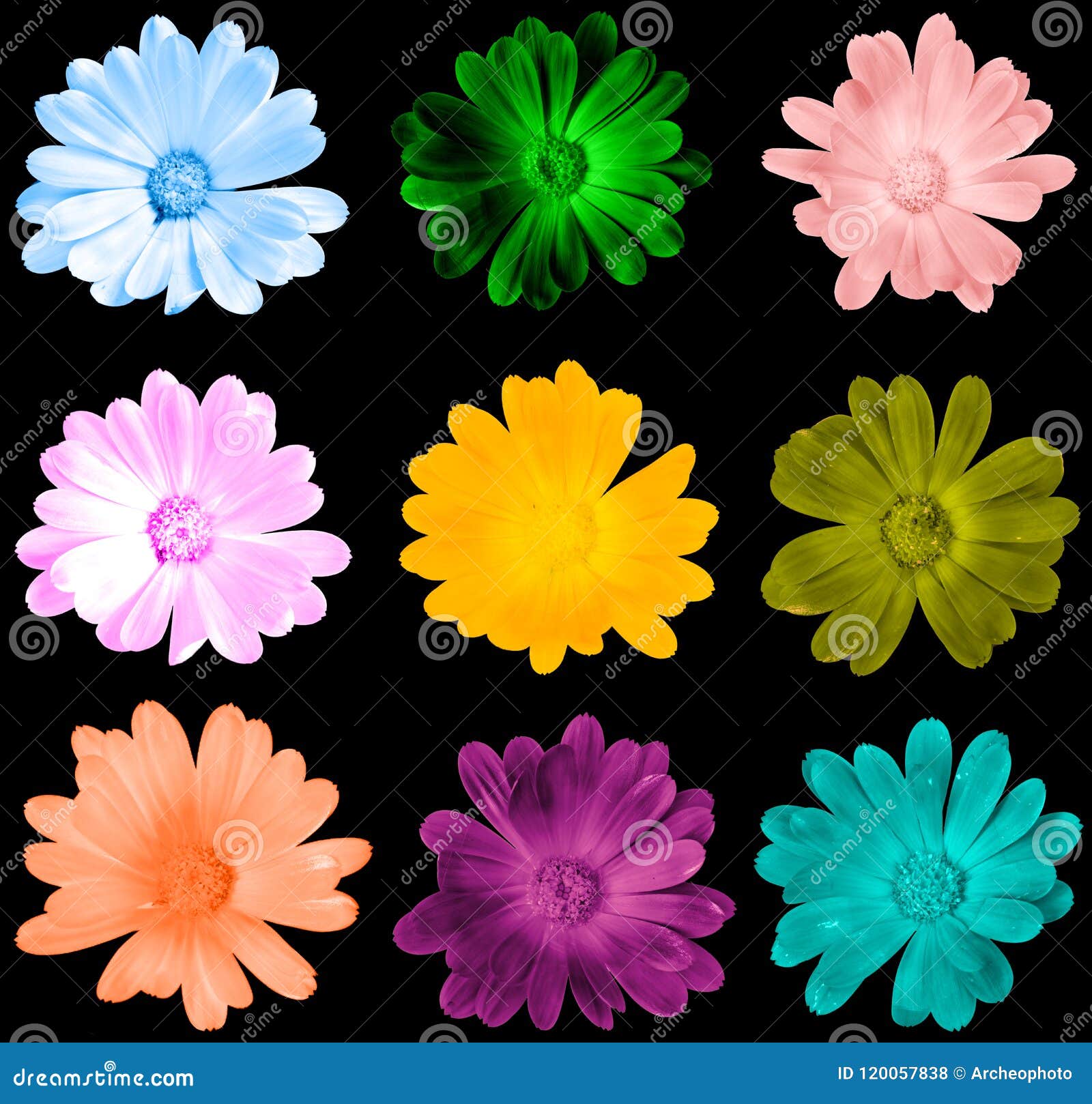 Collection of Amazing 4K Flower Images: Over 999 Different Varieties