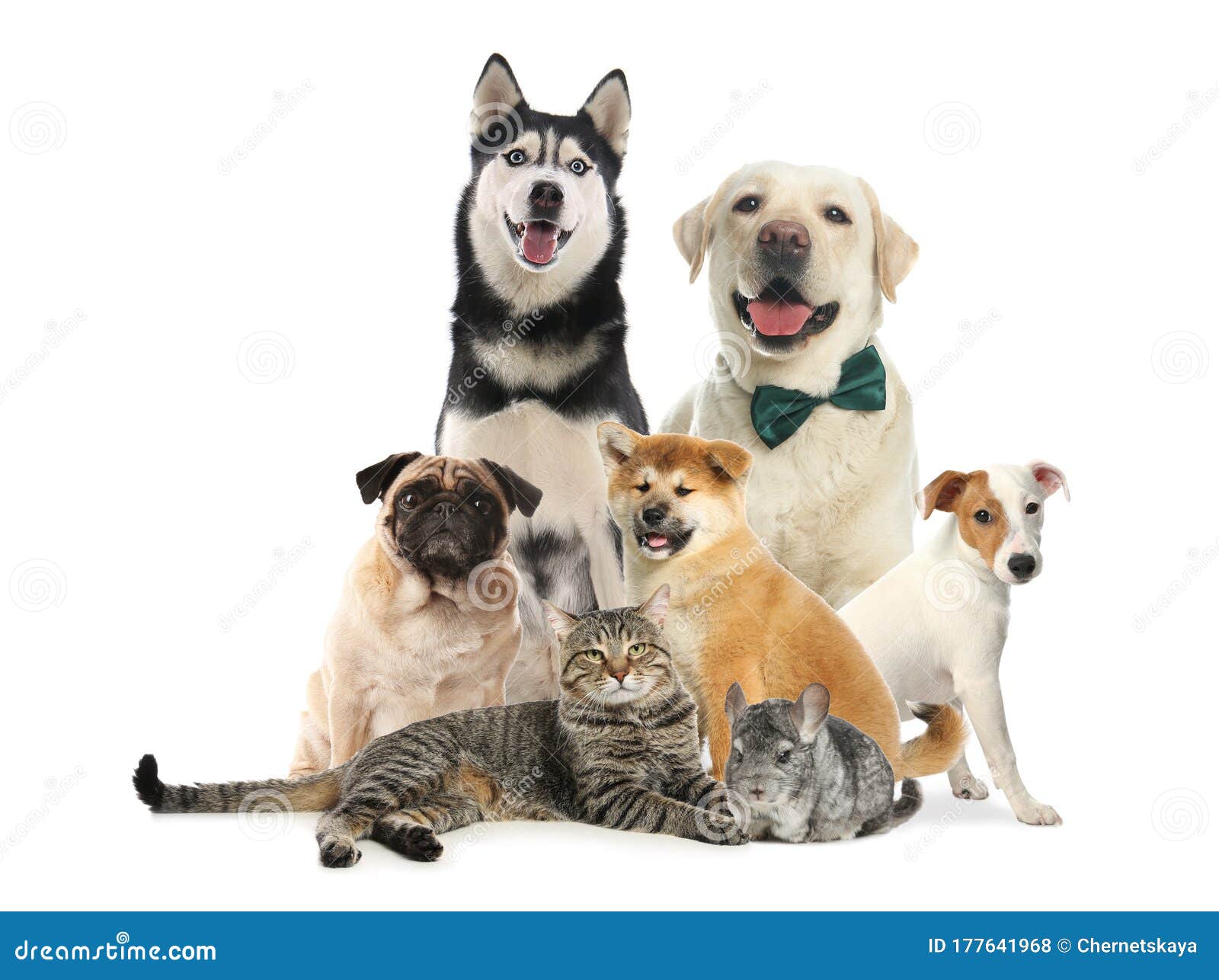 Group of Different Pets on Background Stock Photo - Image of kitty, fauna:  177641968