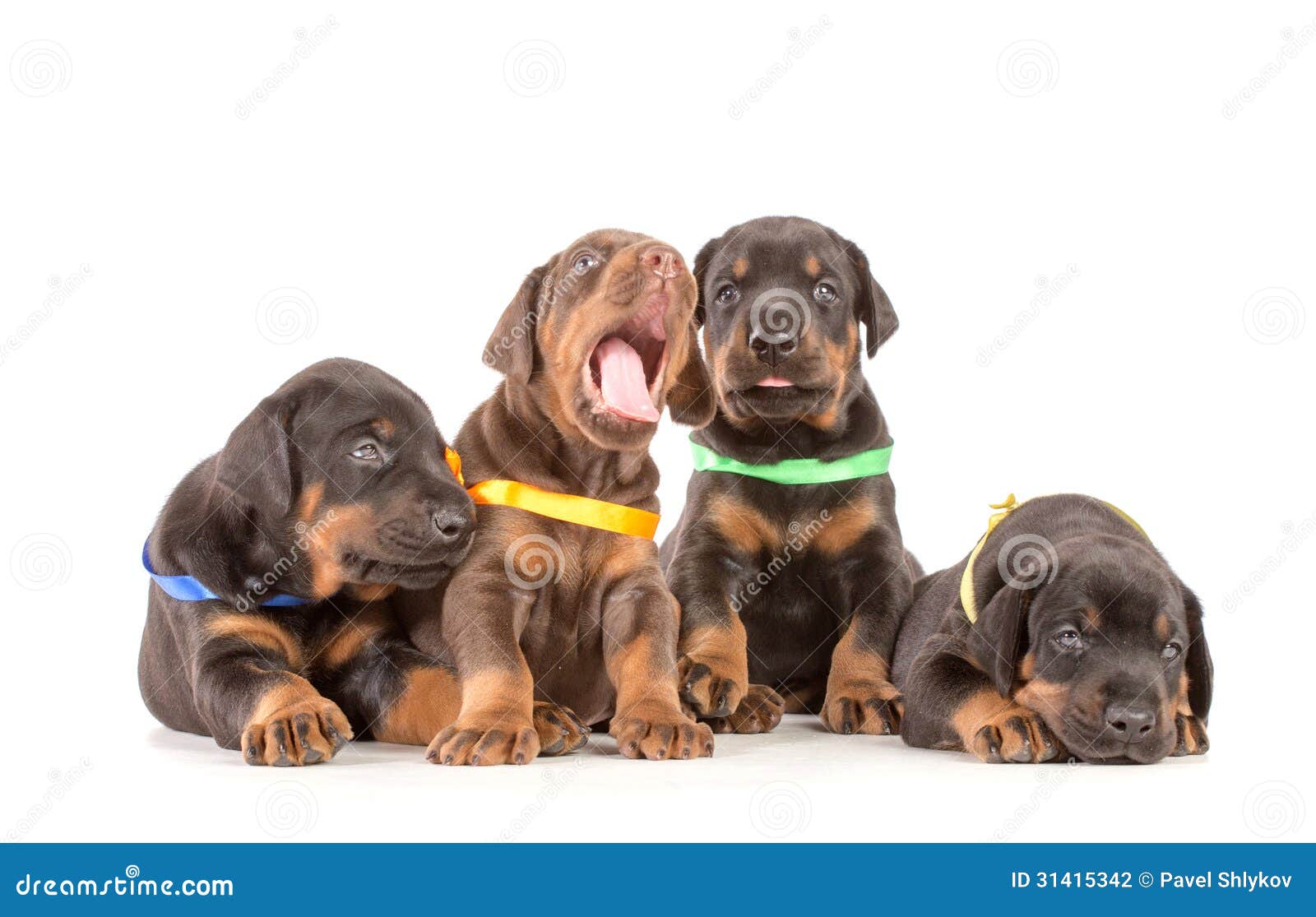 Droll Dobermann Puppies