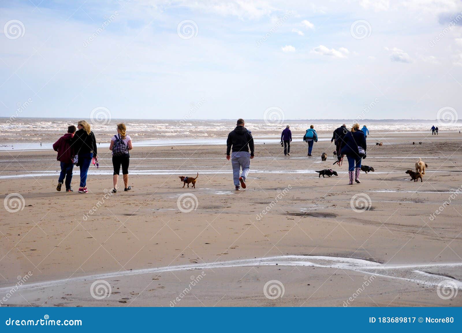 A Group of Dog Walkers on Beach Editorial Photography Image of ocean
