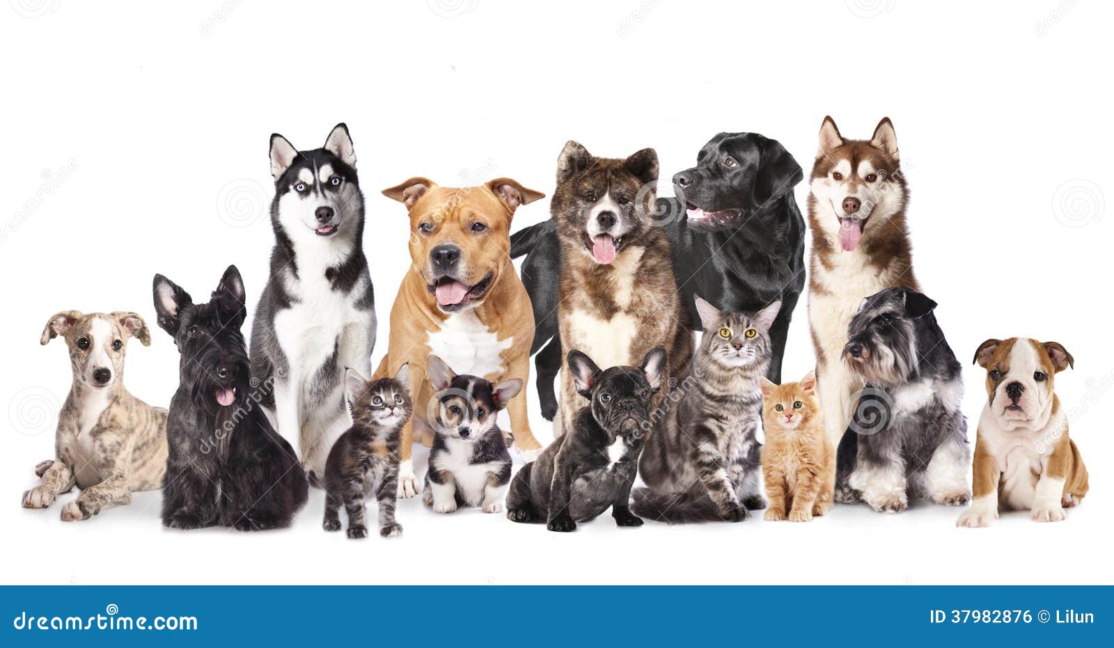 Group Of Dogs And Cats Royalty Free Stock Image - Image ...