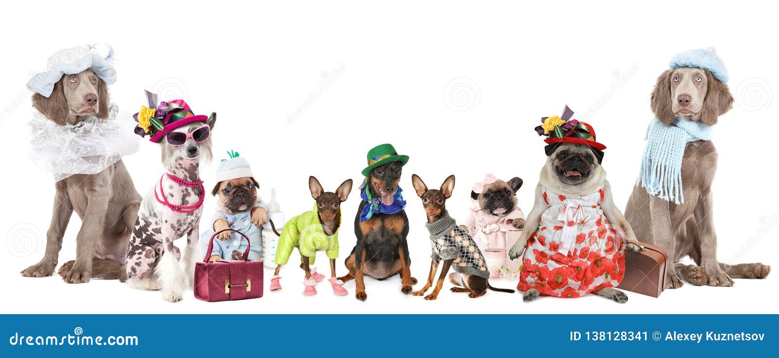 weimaraner wearing clothes