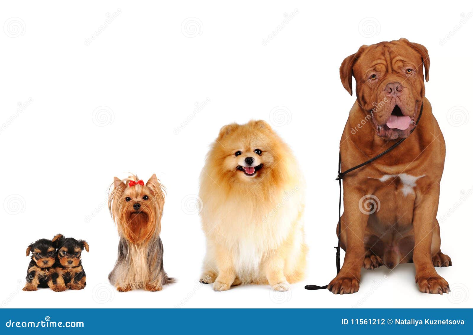 group of dogs different sizes 