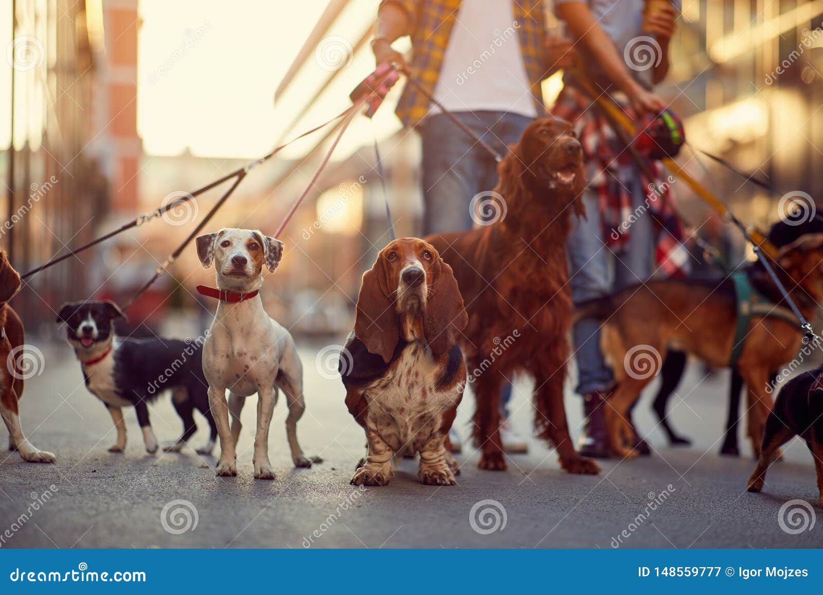 Group of Dogs with Man and Leash Ready To Go for a Walk Stock Image