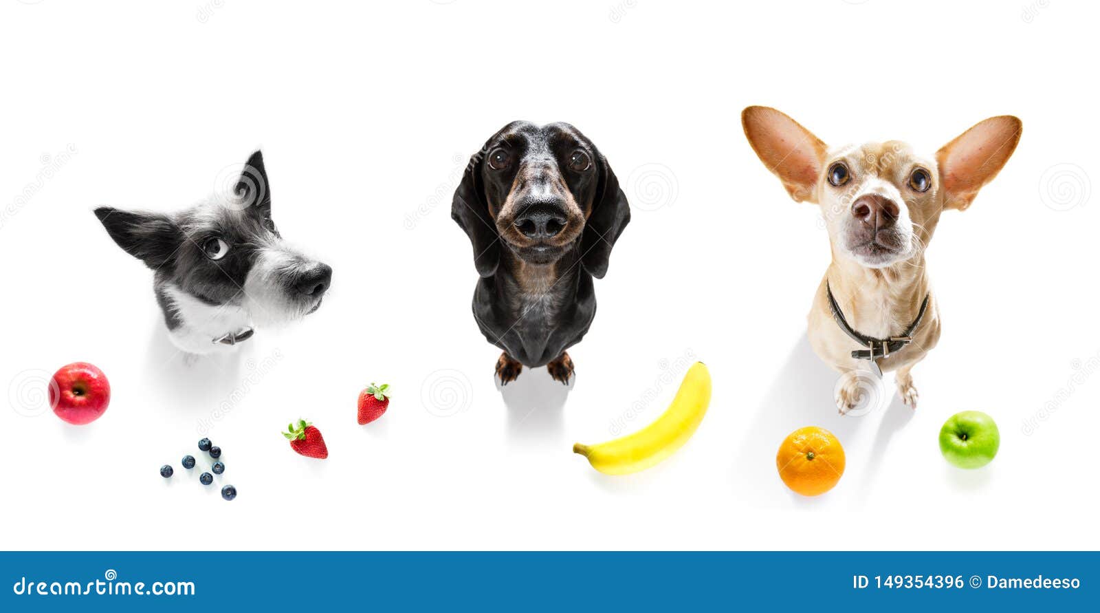 https://thumbs.dreamstime.com/z/group-dogs-overweight-fruit-group-row-dogs-guilty-conscience-overweight-to-loose-weight-isolated-149354396.jpg