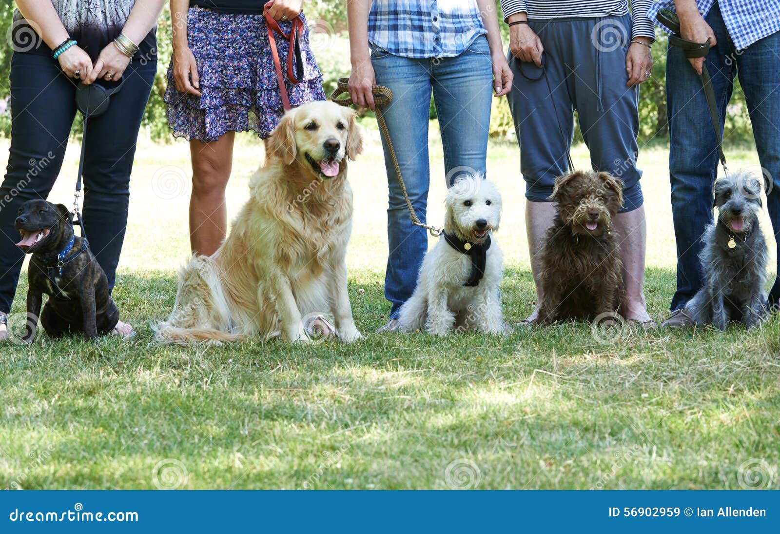 group of dogs with owners at obedience class